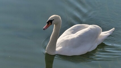 Fototapeta premium Schwan