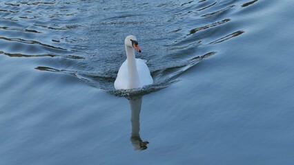 Schwan