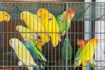Little colorful parrots in a cage