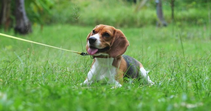 Front shot of a cute beagle puppy on a rainbow leash sits on a green grass lawn in a park. Close-up portrait of an adorable doggy outdoors. Animal theme for advertising