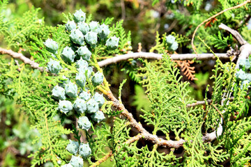 modern background tuya branch close-up