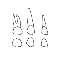 Human jaw teeth. Outline, anatomical, hand drawn illustration on white background. 