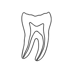 Cross section of a human tooth. Vector, outline, anatomical, hand drawn illustration on white background. 