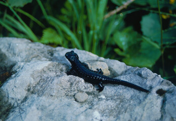 Mountain Lizard on a Rock