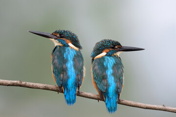 twin birds perching on the branch together