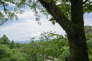 初夏の春日山神社から眺める空