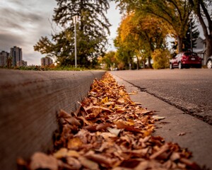 Naklejka premium Closeup shot of the fall leaves on the ground in Edmonton, Alberta, Canada