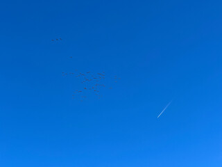 Cranes, Grus