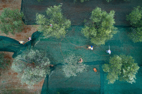 Pula, Croatia - 23 October 2022: Aerial view of people picking olives during the harvesting season, ready for making olive oil.