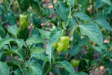 Fototapeta premium there are natural bell peppers, bell pepper plants and lots of peppers in the garden,