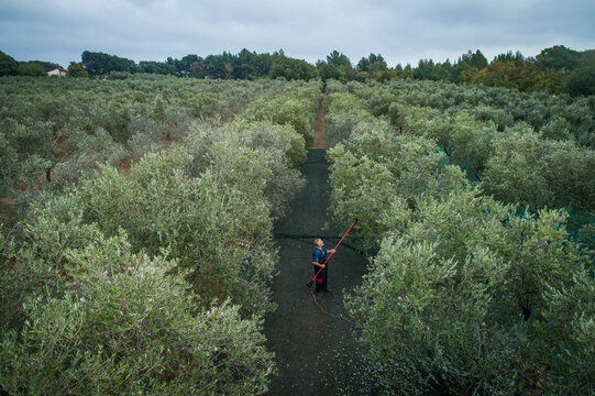 Pula, Croatia - 23 October 2022: Aerial view of people picking olives during the harvesting season, ready for making olive oil.