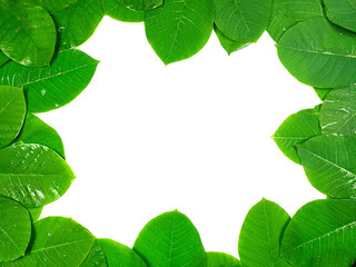 Green tropical leaves are placed on a white background with part of the leaf layout and copy space in the center.