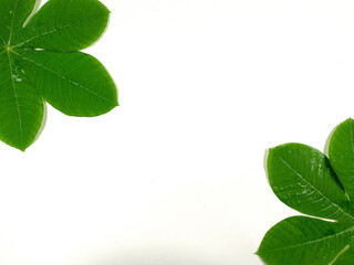 Green tropical leaves are placed on a white background with part of the leaf layout and copy space.