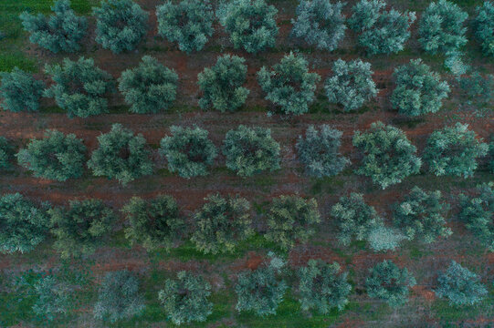 Aerial view of olive grove field in southern Istria in Croatia at sunset.