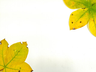 Autumn leaves are placed on a white background with part of the leaf layout and copy space.