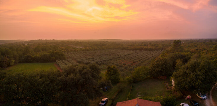 Aerial view of olive grove field in southern Istria in Croatia at sunset.
