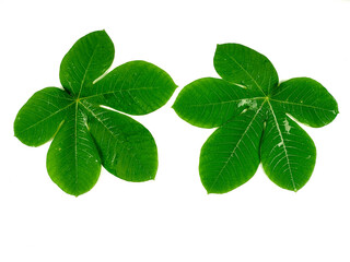 Tropical leaves are green in isolation on a white background.