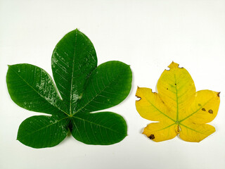 Tropical leaves are green and yellow in isolation on a white background.