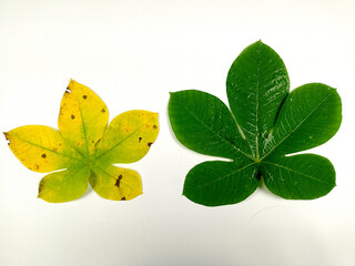 Tropical leaves are green and yellow in isolation on a white background.