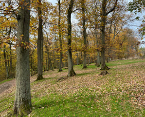 Autumn forest, autumn impression, oak