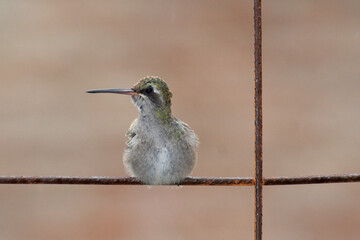 Colibrí pico-ancho © Paul