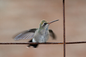 Colibrí pico-ancho © Paul