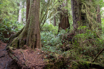 lush environment, Prairie Creek Redwoods State Park, California, USA