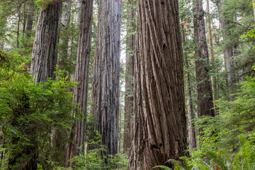Obraz premium Coastal redwood forest at Big Tree Wayside, Prairie Creek Redwoods State Park, California, USA