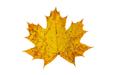 Autumn maple leaf on white background