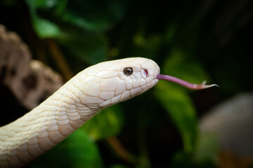 Leucistic monocled cobra (Naja kaouthia) with tongue out