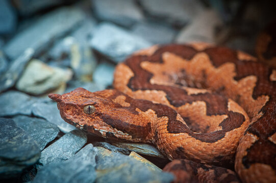 European nose-horned viper (Vipera ammodytes)