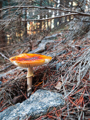 Amanita muscaria mushroom orange colors in pine forest stone and pine leafs