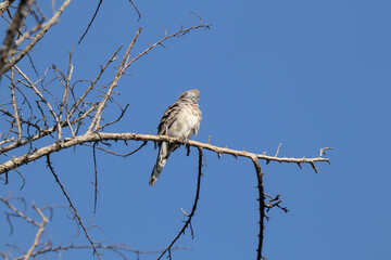 Brown Pigeon sitting on tree