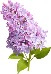 Branch of lilac flowers isolated. Lilac flowers.