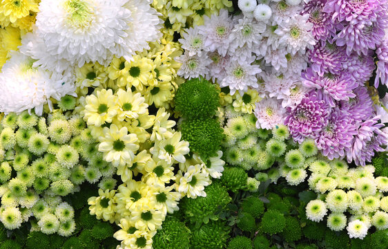  Flowers wall background with amazing pink,purple,green and white chrysanthemum flowers. Wedding decoration, hand made Beautiful flower wall background