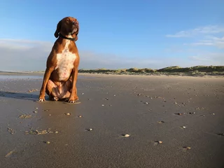 Foto op Plexiglas dog, northsea coast, beach, julianadorp, netherlands,  © A