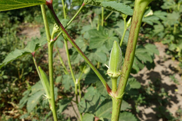 okra plant and okra formed on it, natural okra plant, vegetable okra, okra cultivation,