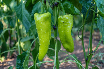 natural capia pepper in the garden, capia pepper is not yet green, immature capia pepper,