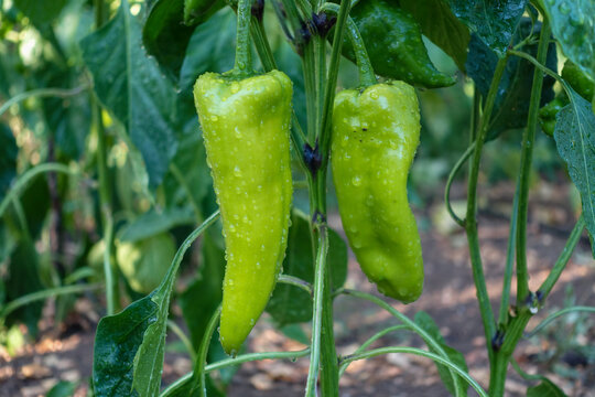 natural capia pepper in the garden, capia pepper is not yet green, immature capia pepper,