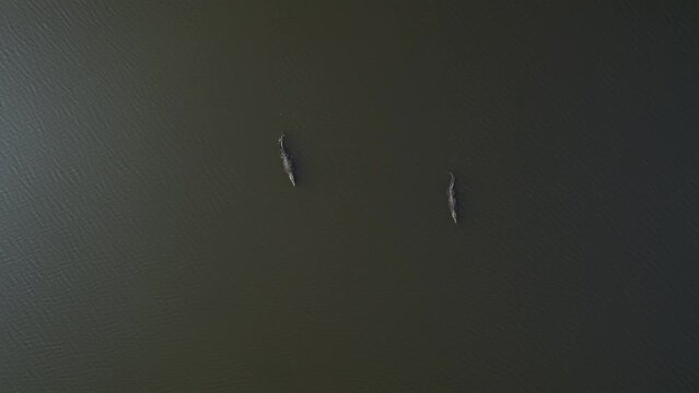 crocodiles floating on the lake view from a drone