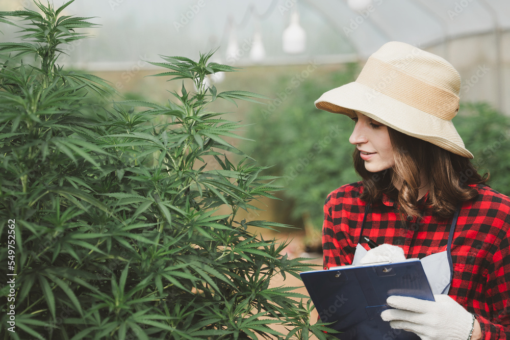 Wall mural a female farmer holding a folder in her hand to store the data of the plant, cannabis leaves for ana