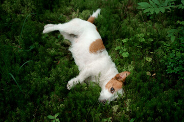 Naklejka na ściany i meble dog in the forest. Jack Russell Terrier laid its head moss. Tracking in nature. Pet resting