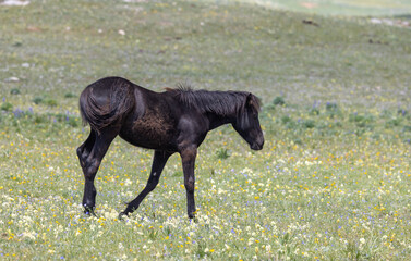 Fototapeta premium Wild Horse Foal in Summer in the Pryor Mountains Montana