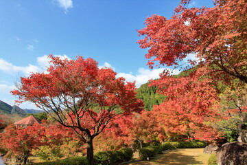Naklejka premium 秋の日本庭園