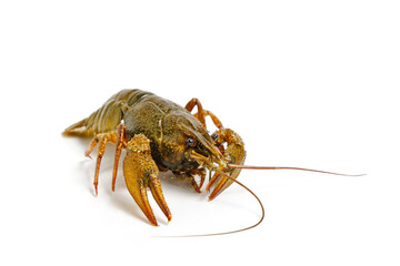 Live crayfish white background, isolate.