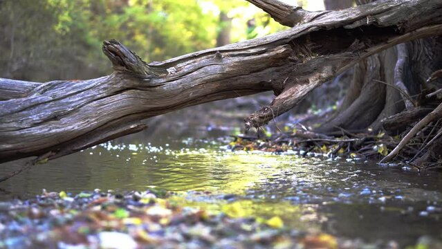 Water flowing downstream on a cool fall morning