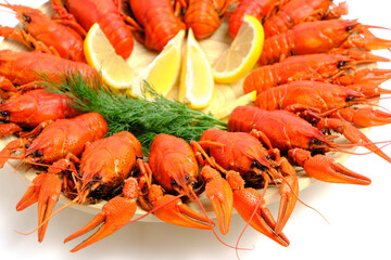 Cooked red river crayfish round wooden plate white background with lemon and herbs.