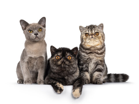 Row of 3 cute Exotic and Burmese cat kittensm sitting and laying beside each other on edge. Looking towards camera. Isolated on a white background.