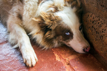 Cadela IMG_0460