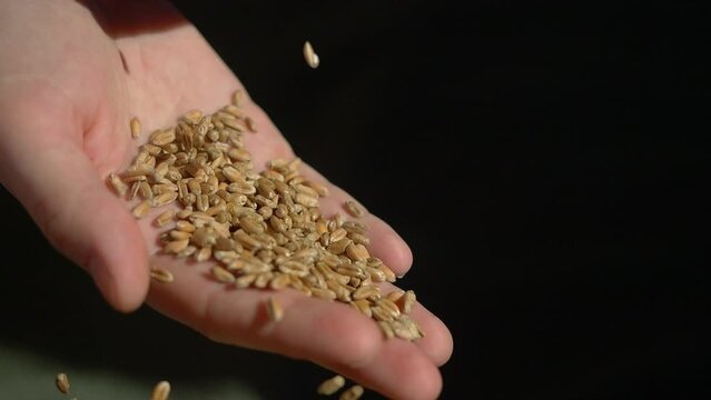 Wheat grains falling super slow motion. Wheat grains in hands. Wheat shortage sparking a global food crisis. World grain shortage because of the war in Ukraine and global climate change 